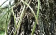 Preview photo Rhipsalis floccosa