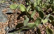 Anteprima di Tacinga saxatilis