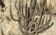 Vista previa de Corryocactus melanotrichus