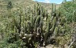 Vista previa de Corryocactus melanotrichus