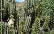 Anteprima di Corryocactus melanotrichus