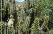 Vista previa de Corryocactus melanotrichus