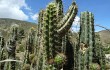 Vista previa de Corryocactus melanotrichus