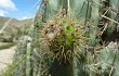 Anteprima di Corryocactus melanotrichus