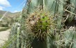 Anteprima di Corryocactus melanotrichus