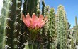 Vista previa de Corryocactus melanotrichus