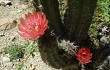 Preview photo Corryocactus melanotrichus