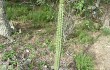 Anteprima di Corryocactus melanotrichus