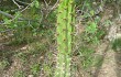 Anteprima di Corryocactus melanotrichus