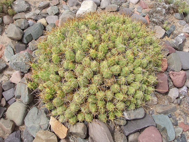Fotografia di Cumulopuntia boliviana in habitat