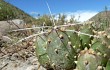 Anteprima di Cumulopuntia boliviana