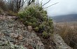 Preview photo Cumulopuntia boliviana