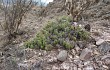 Anteprima di Cumulopuntia boliviana