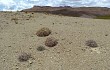 Vista previa de Cumulopuntia boliviana