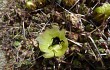 Anteprima di Cumulopuntia boliviana