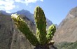 Vista previa de Armatocereus matucanensis