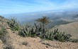 Vista previa de Armatocereus matucanensis