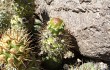 Anteprima di Cumulopuntia sphaerica