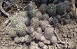 Preview photo Echinopsis aurea