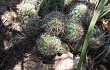 Vista previa de Echinopsis aurea