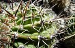 Anteprima di Echinopsis aurea