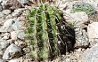 Preview photo Echinopsis aurea