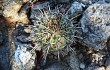 Vista previa de Echinopsis aurea