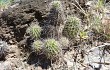 Anteprima di Echinopsis aurea