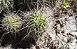 Vista previa de Echinopsis aurea