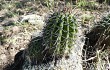 Anteprima di Echinopsis aurea