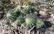 Anteprima di Echinopsis aurea