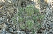 Anteprima di Echinopsis aurea