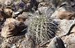 Anteprima di Echinopsis aurea