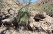 Anteprima di Echinopsis aurea