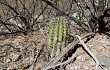 Anteprima di Echinopsis aurea