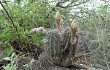 Preview photo Echinopsis aurea