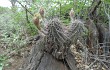 Preview photo Echinopsis aurea