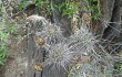 Vista previa de Echinopsis aurea