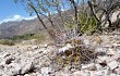 Vista previa de Echinopsis aurea