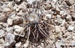 Preview photo Echinopsis aurea