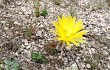 Vista previa de Echinopsis aurea