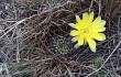 Preview photo Echinopsis aurea