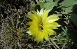 Anteprima di Echinopsis aurea
