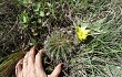 Anteprima di Echinopsis aurea