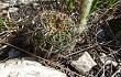 Anteprima di Echinopsis aurea