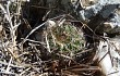 Preview photo Echinopsis aurea