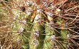 Anteprima di Echinopsis candicans