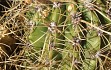 Anteprima di Echinopsis candicans