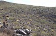 Vista previa de Echinopsis candicans