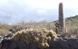 Vista previa de Echinopsis candicans